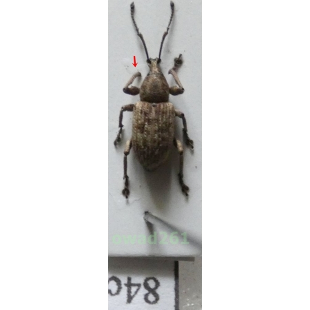 Neopyrgops sp. Heller, 1913 Philippines84c